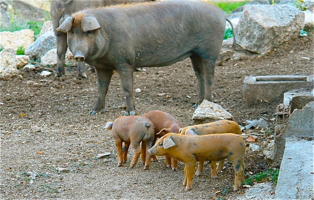 Quinta Da Bela Vista Διαμέρισμα Póvoa e Meadas Εξωτερικό φωτογραφία